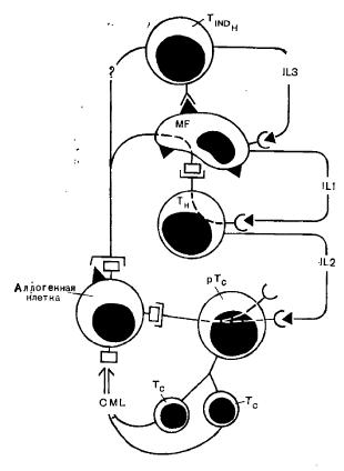 Механизм индукции аллогенной реакции для получения эффекта зависимого от клеток лимфоцитолиза