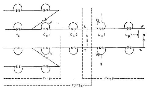 Рис. 131. Фрагменты IgM [Fabμ; F(ab´)2μ; (Fc)5μ,]. ∞ — углеводная часть