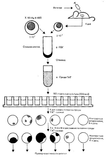 Гибридомная технология: слияние клеток, ГАТ-селекция, выявление гибридом