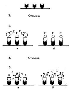 Схема конкурентного ИФА, антитела сорбированы на твердой фазе, антиген мечей ферментом