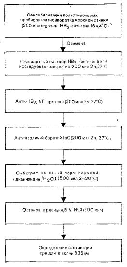 Схема количественного определения HBs-антигена при помощи ИФЛ