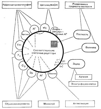 Схема физических и биохимических свойств клеток иммунной системы