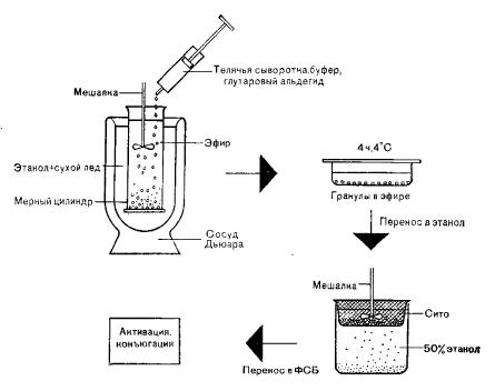 Схема получения белковых гранул