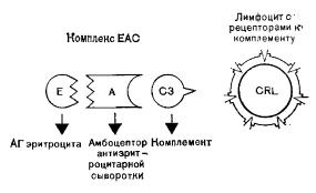 Схема взаимодействия различных компонентов при образовании ЕАС-розеток