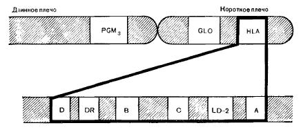 Хромосома 6 человека с HLA-комплексом и близко расположенными локусами (GLO; PGM3)