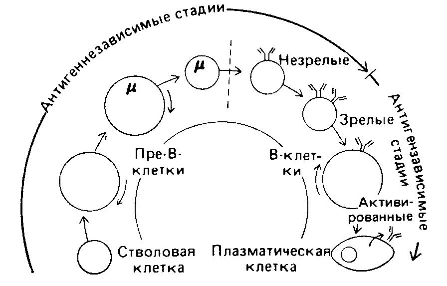 Гипотетическая схема развития В-клеток.