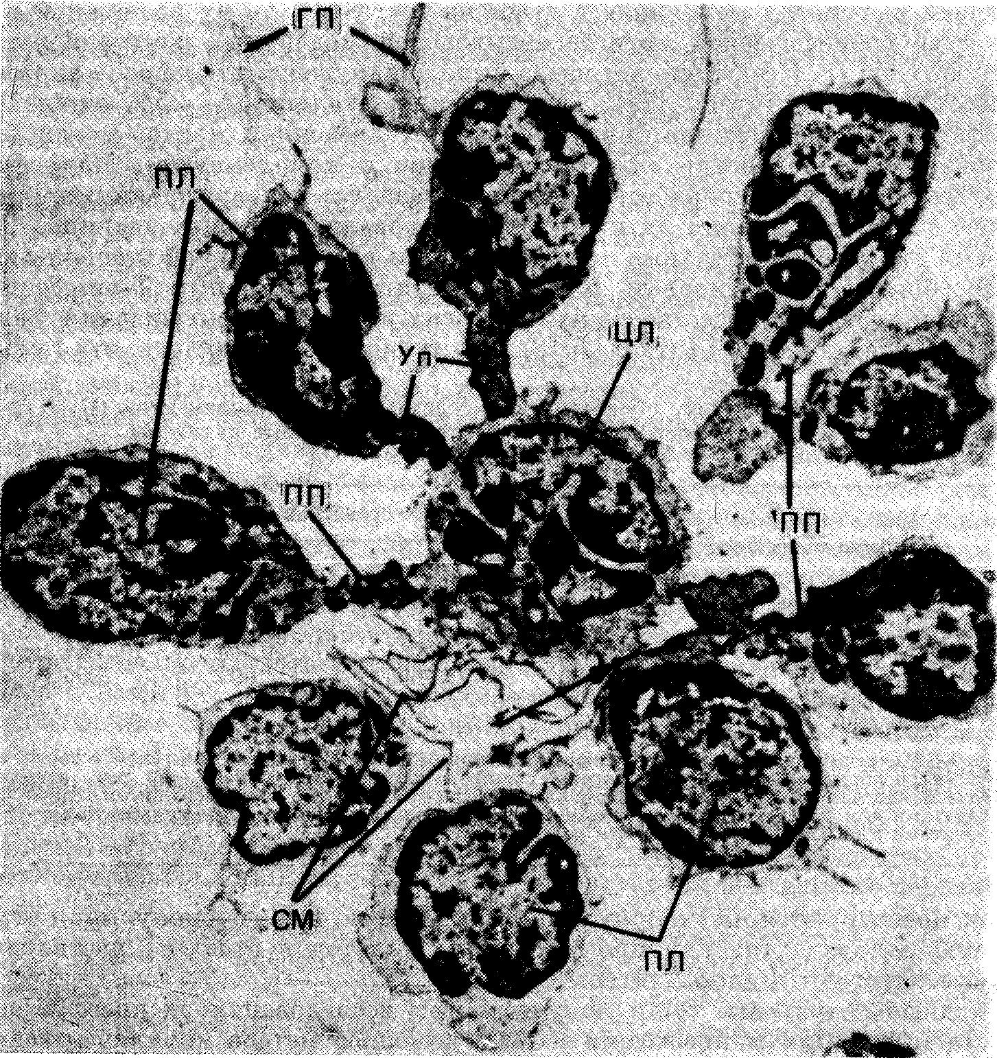 Периферические лимфоциты (ПЛ) — некоторые с тонкими уроподами (Уп) и один без уропода (показан стрелкой) — прикреплены к поверхности центрального лимфоцита.