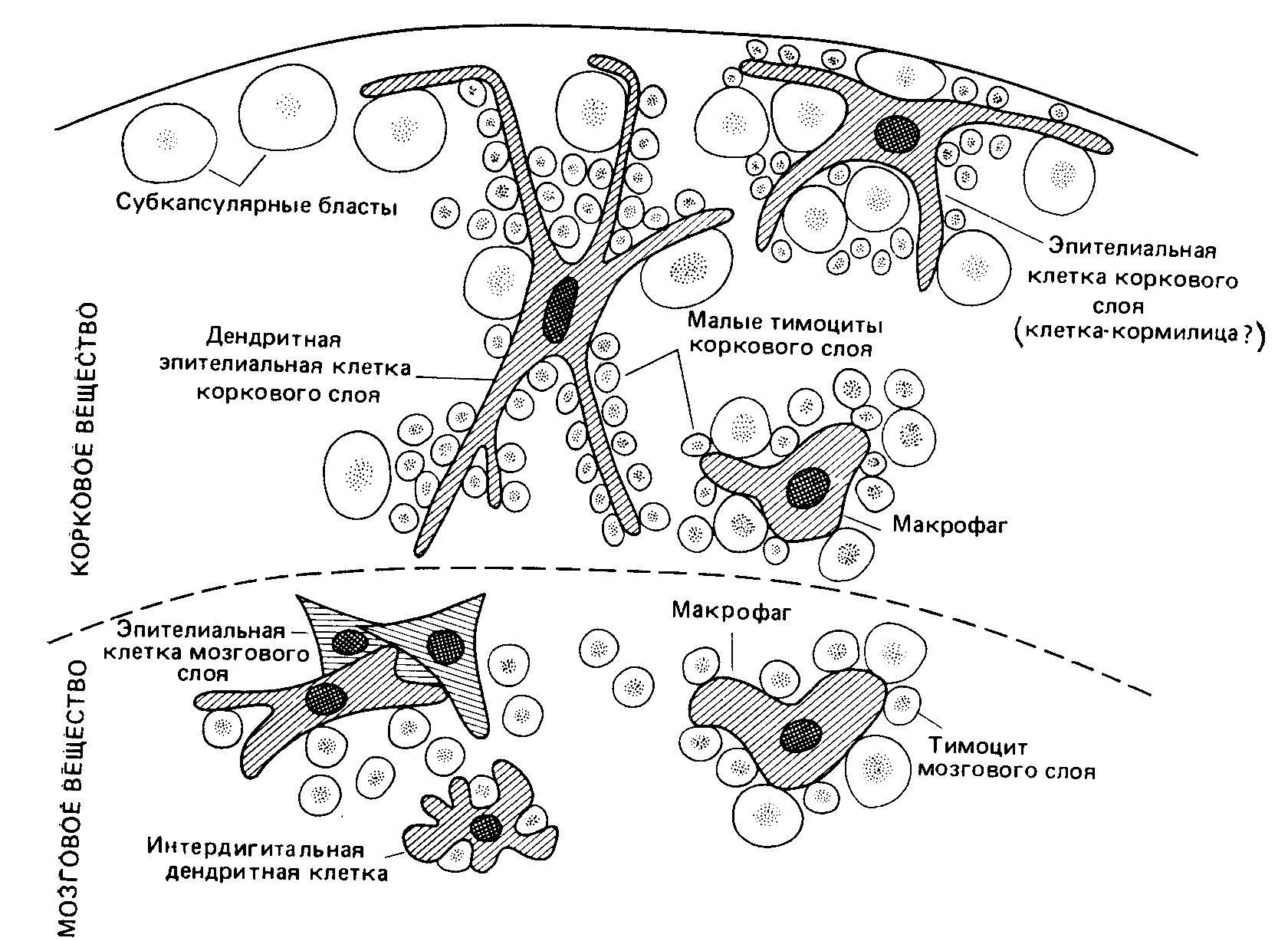 Схематическое изображение различных типов клеток, обнаруженных в тимусе мыши 