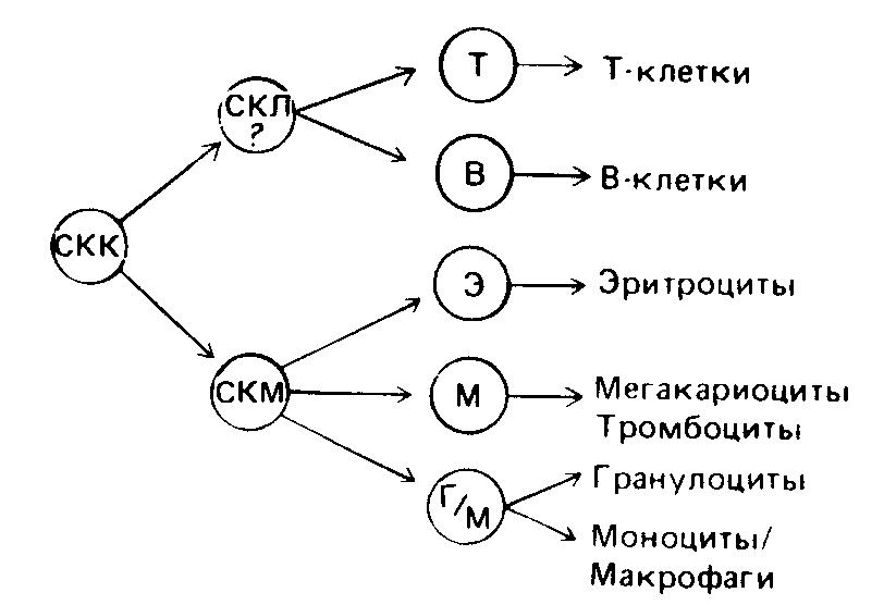 Гипотетическая схема дифференцировки стволовой кроветворной клетки. 