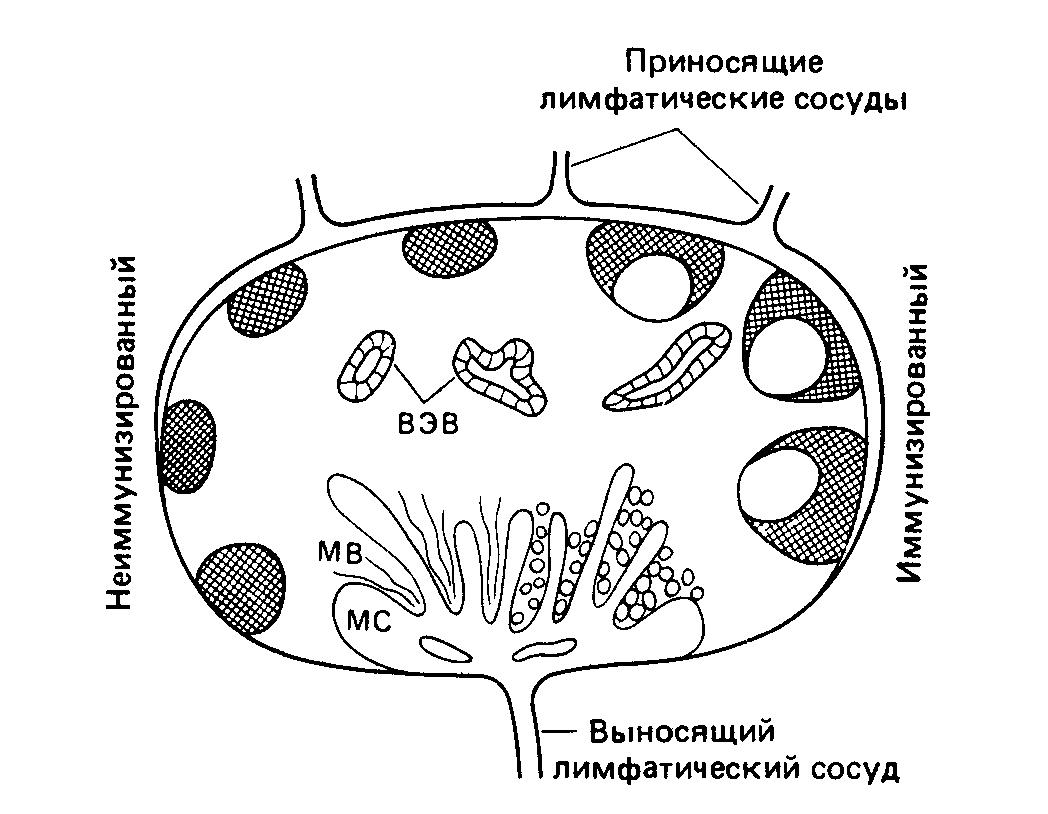 Схематическое изображение строения лимфатического узла мыши