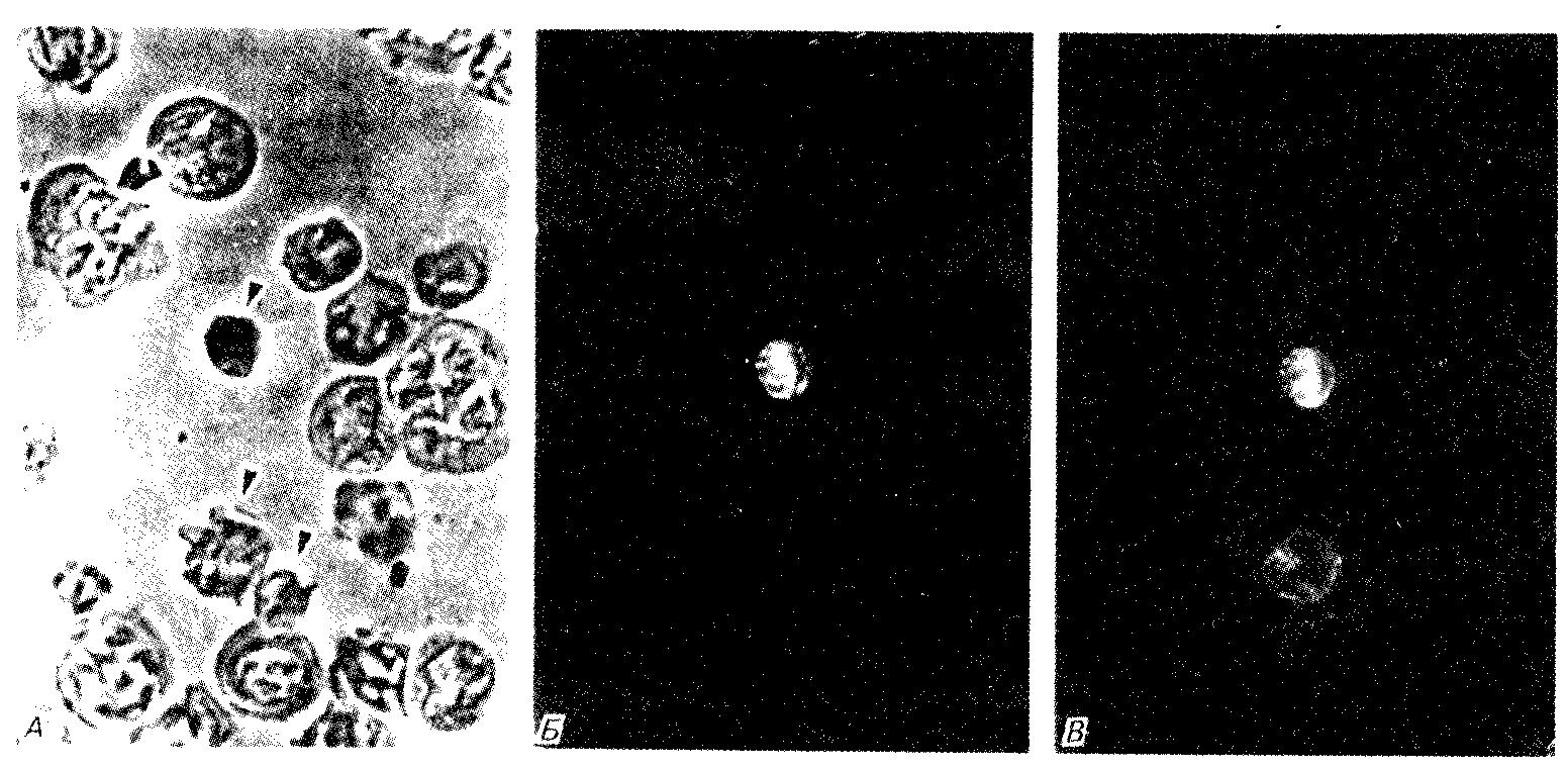 Микрофотография клеток эмбриональной печени мыши