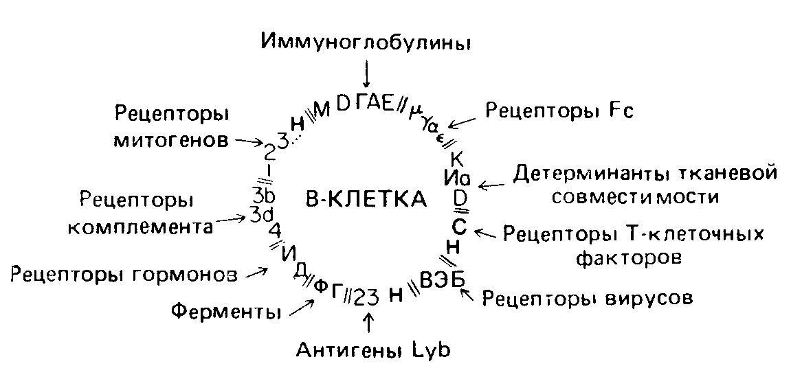Зрелые В-клетки экспрессируют набор разнообразных связанных с мембраной молекул, преимущественно гликопро- теинов.