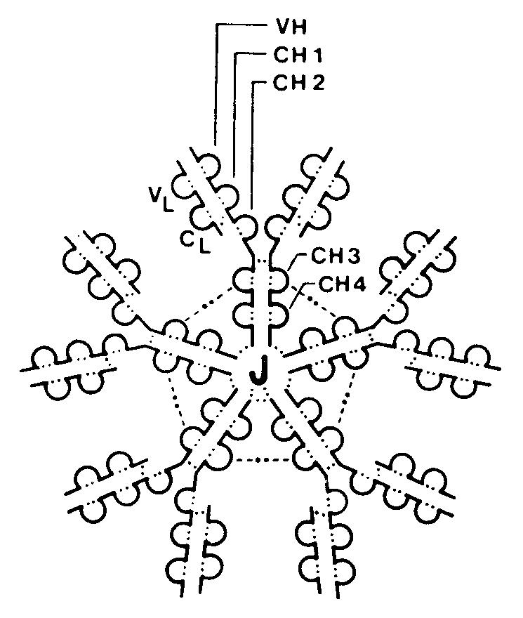 Схема пентамерной молекулы IgM