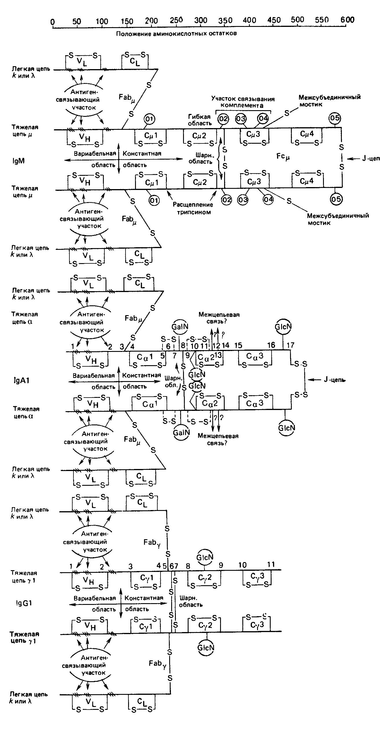 Схематическое изображение пяти классов иммуноглобулинов человека.