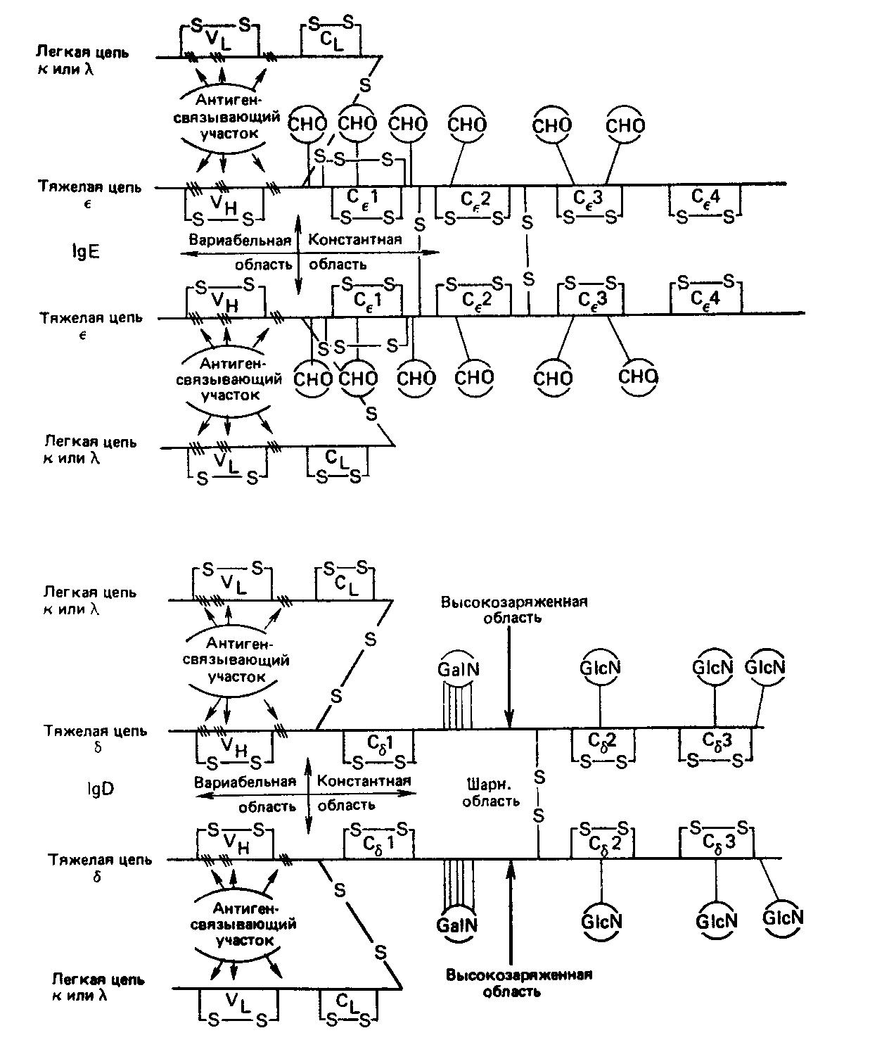 Схематическое изображение пяти классов иммуноглобулинов человека.