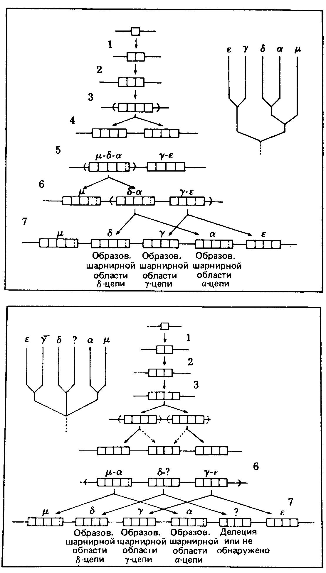 Две гипотетические схемы возможного генетического развития, приведшего к образованию группы генов константных областей тяжелых цепей