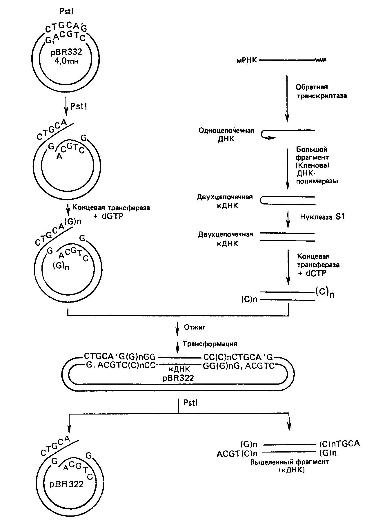 Методы генетической инженерии и клонирование кДНК