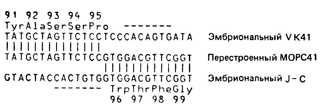 Участок рекомбинации V — J гена и МОРС41.