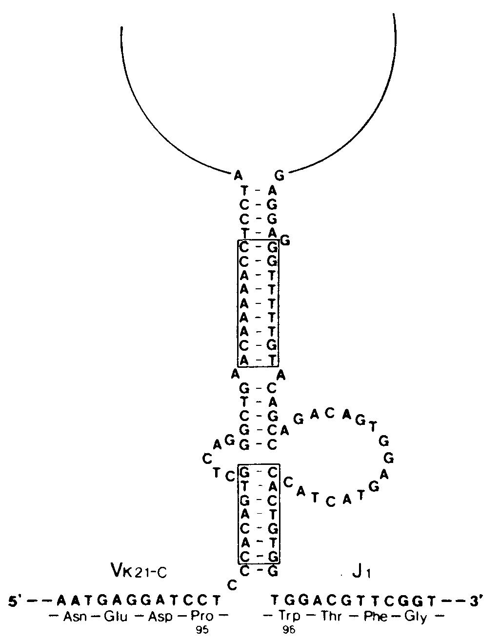 Гипотетическая структура «стебель с петлей»