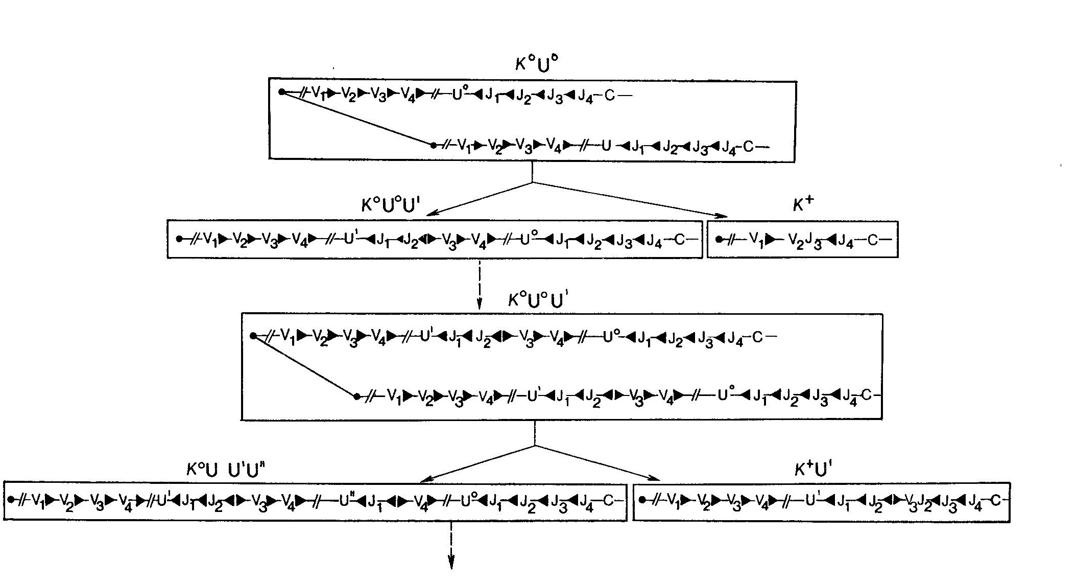 Модель неравного обмена (кроссинговера) между сестринскими хроматидами (НОСХ)