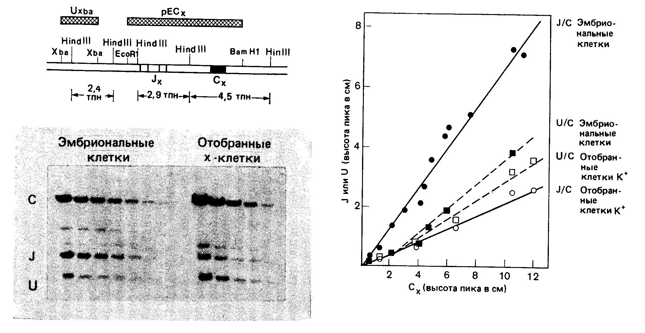 Результаты блоттинга по Саузерну, согласующиеся с моделью рекомбинации за счет НОСХ в нормальных  
лимфоцитах.