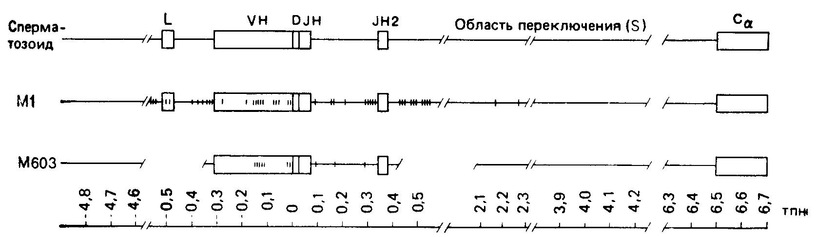 Распределение соматических мутаций в двух миеломных генах Vн