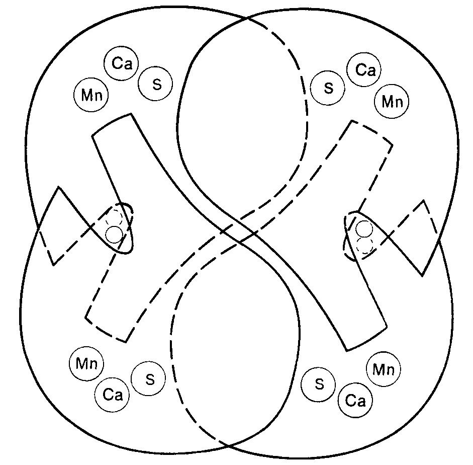 Схематическое изображение тетрамерной структуры Кон А, сделанное на основе  
рентгеноструктурной модели молекулы.