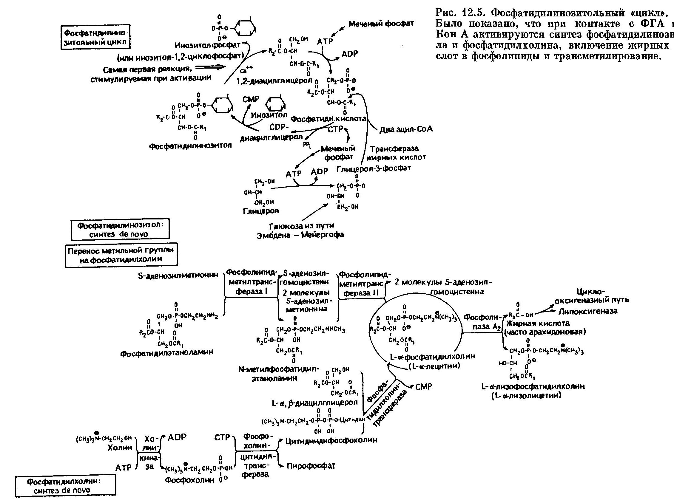 Фосфатидилинозитольный «цикл»