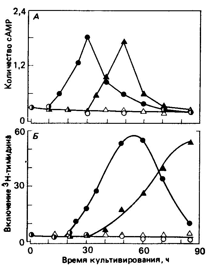 Влияние добавления и удаления индометацина на включение сАМР (4) и <sub>3</sub>Н-тимидина (Б) в  
лимфоциты мышиной селезенки, стимулированные Кон А.