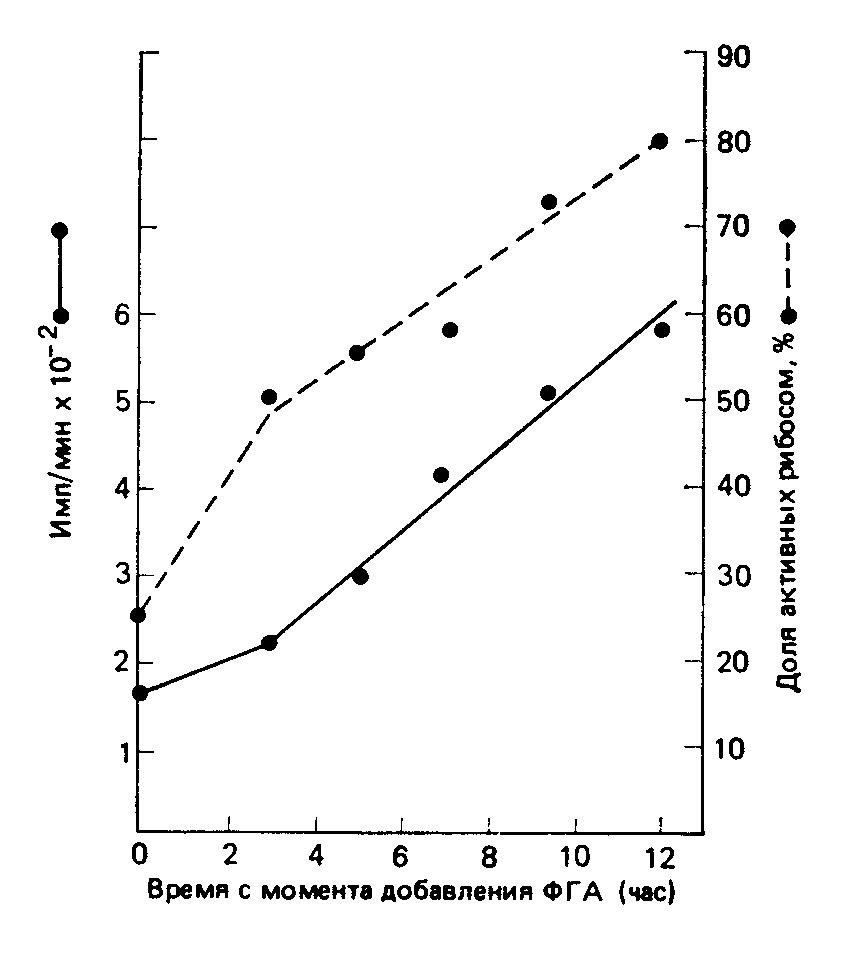 Сравнение скорости включения аминокислот (непрерывная линия) и процентного содержания рибосом, активно участвующих в синтезе белка (прерывистая линия) в лимфоцитах периферической крови человека, стимулированных с помощью ФГА.