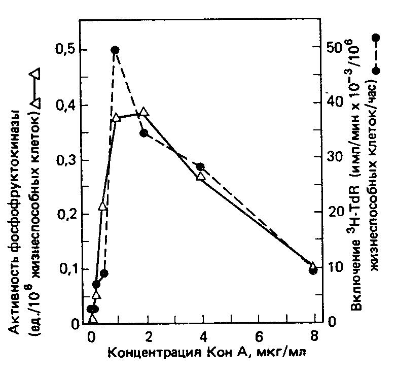 Активность фосфофруктокиназы (белые треугольники) и скорость включения 3Н-тимидина (черные кружки), регистрируемые через 48 ч после начала стимуляции лимфоцитов лошади с помощью Кон А.